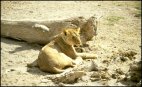 Relaxing Lion