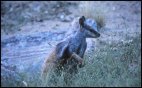 Rock Wallaby