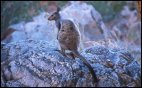 Rock Wallaby