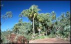 Red cabbage palms