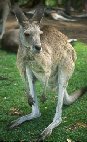 Kangaroo