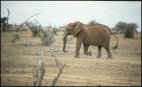 Elephant in Tsavo East