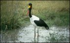 Bird at Amboseli
