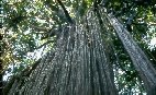 Curtain Fig tree